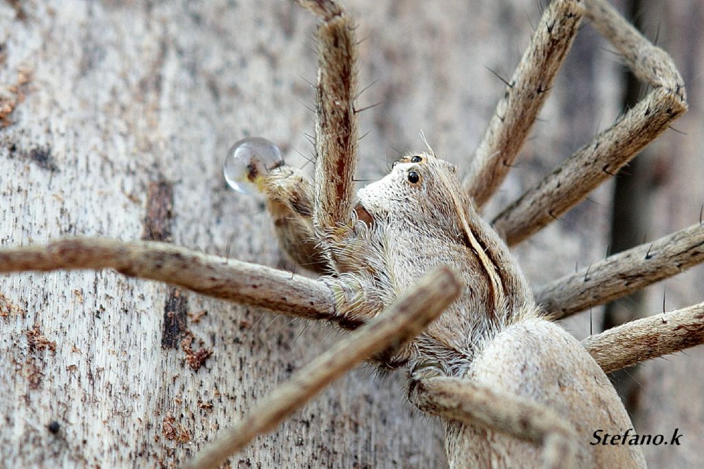 Pisaura sp. - Santa Croce (carso Triestino)